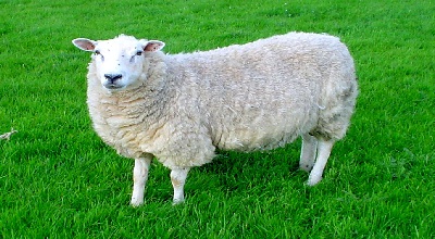 خرید و فروش روغن پی گوسفند